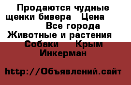 Продаются чудные щенки бивера › Цена ­ 25 000 - Все города Животные и растения » Собаки   . Крым,Инкерман